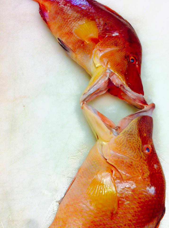 Hogfish “hog snapper” Fresh Key West Shrimp Company